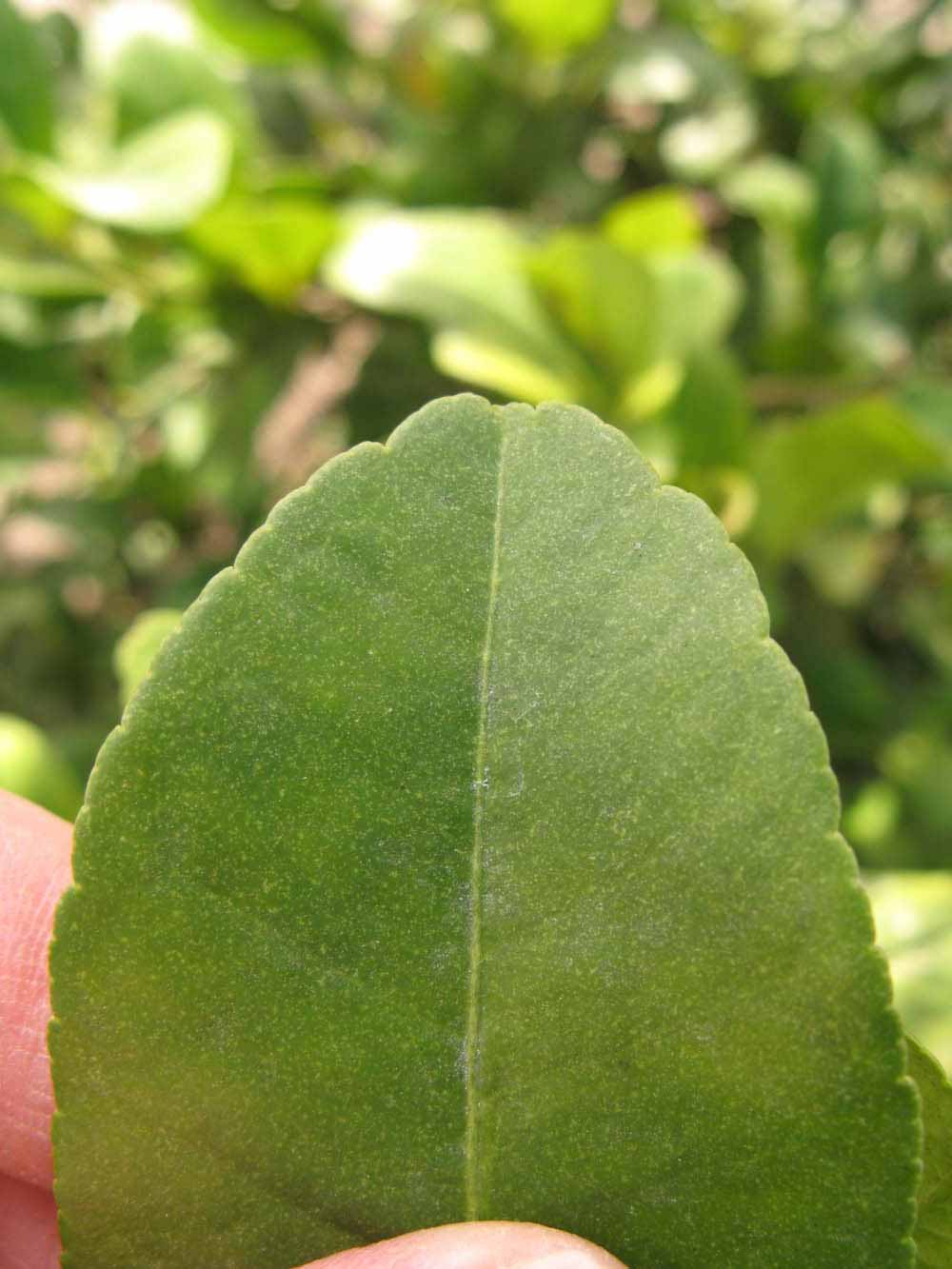              Margin (Winter Haven, FL)       